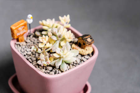 Succulent plant Graptoveria Mirinae Variegata in flowerpot with copy spaceの写真素材