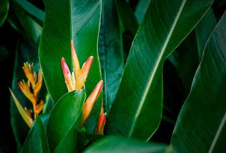 Canna flower and green leaves tropical plant texture backgroundの写真素材