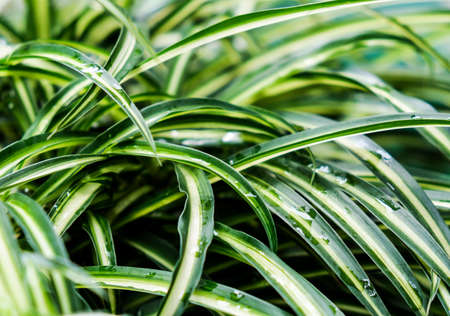Spider plant or Cholorophytum comosum L. in the gardenの写真素材