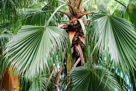 Palm leaves in the garden