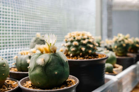Lophophora diffusa flower cactus plant in pot with sunlightの写真素材