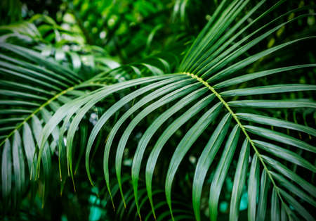Green tropical palm leaves backgroundの写真素材