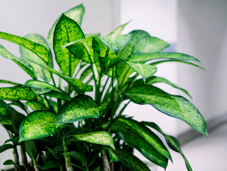 Dumb cane plant in the office building