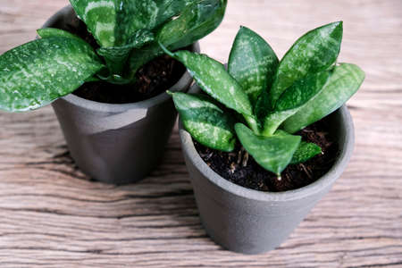 Sansevieria trifasciata or Snake plant in pot on old wood home and garden conceptの写真素材
