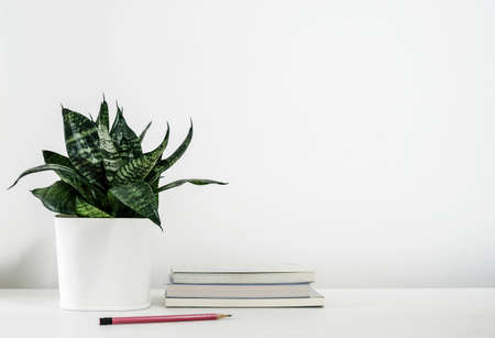 Sansevieria trifasciata or Snake plant in pot and book with pencil on the white wooden table home decorの写真素材