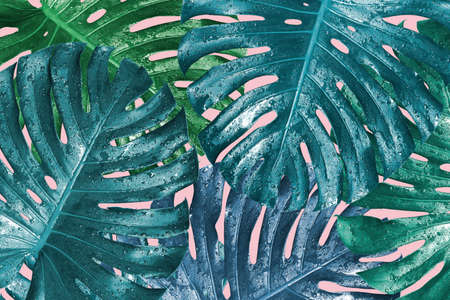 Monstera deliciosa or swiss cheese plant tropical leaves with water drop summer backgroundの写真素材