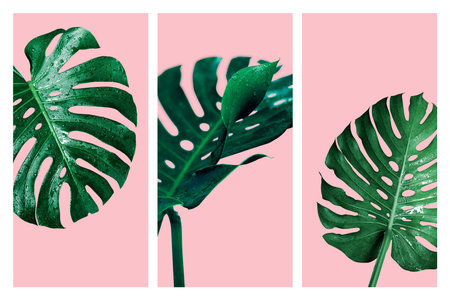 Monstera deliciosa or swiss cheese plant tropical leaves and water drop isolated on pink background