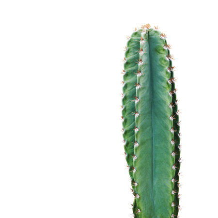 Cactus isolated on white background minimal summerの写真素材