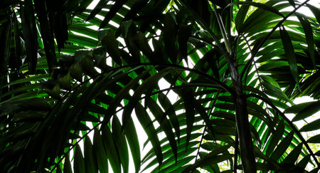 Palm leaves in the garden tropical background