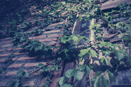 Green leaves on old brick wall vintage style