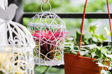 Tillandsia in bird cage decoration in the small garden at balconyの写真素材