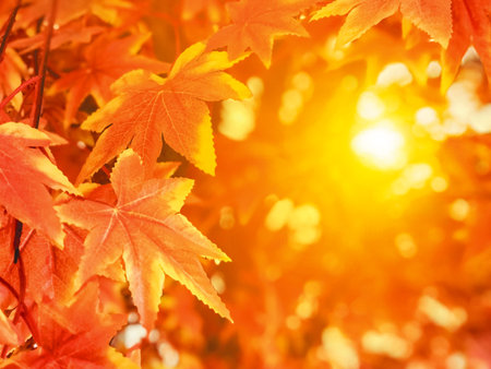 Autumn leaves with sunlight background maple leafの写真素材