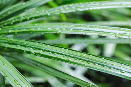 Macro raindrops on lady palm nature background