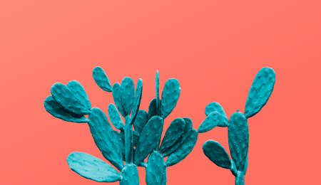 Cactus on living coral background minimal summerの写真素材