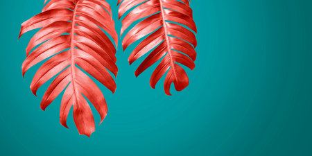 Living coral philodendron leaves on blue background minimal summer