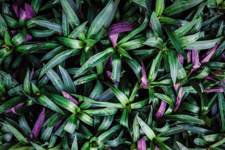 Tree in the garden Leaves backgroundの写真素材