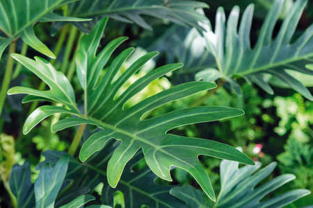 Philodendron Xanadu in the gardenの写真素材