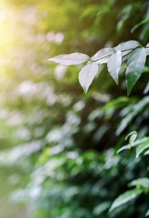 Green leaves with sunlight in the garden