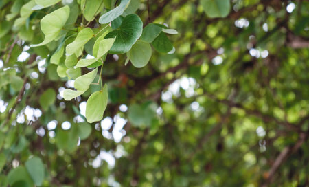 Chongkho or Purple orchid tree in the garden green leaves background
