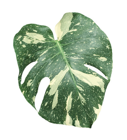 Monstera deliciosa variegated Thaicon or Thai Constellation isolated on white backgroundの写真素材