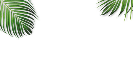 Summer tropical leaves on white background with copy spaceの写真素材