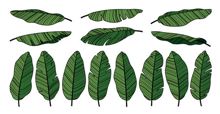 Banana leaves on white background Vector illustrationのイラスト素材