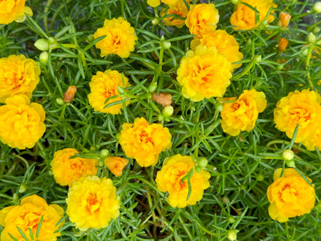 Yellow portulaca oleracea flowers in the gardenの写真素材