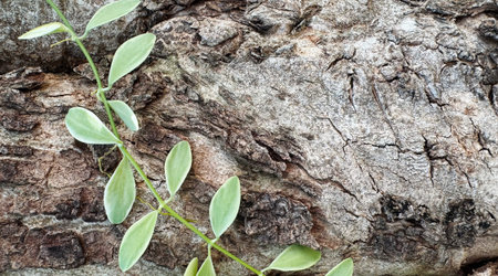 Dischidia nummularia or String of nickels on the tree in the garden with copy spaceの写真素材
