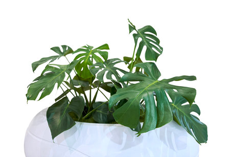 Monstera deliciosa or Swiss cheese plant in white flower pot isolated on white background with clipping pathの写真素材