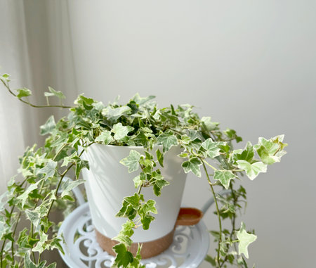 English ivy variegated in the white flower potの写真素材