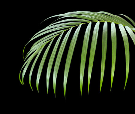 Areca palm or Yellow palm leaf isolated on black background with clipping path