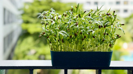 Microgreen in seed tray on a condominium balcony Organic vegetables Chinese water spinach