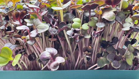 Microgreen red radish sprouts backgroundの写真素材