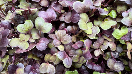 Microgreen red radish sprouts backgroundの写真素材