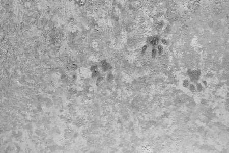 Winter background with icy traces of the catの写真素材