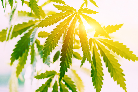 Green leaf of cannabis, background image. Thematic photos of hemp and marijuanaの写真素材