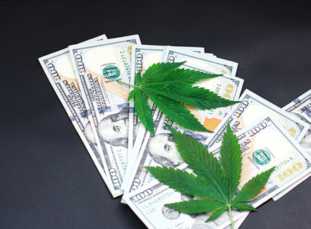 Sheet of marijuana on background of money close-up. Green leaf of cannabis, hempの写真素材