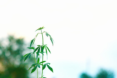 Marijuana. Cannabis against sky. Young hemp of green leaf medicalの写真素材