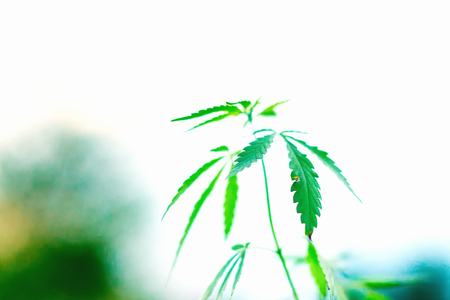 Marijuana. Cannabis against sky. Young hemp of green leaf medicalの写真素材