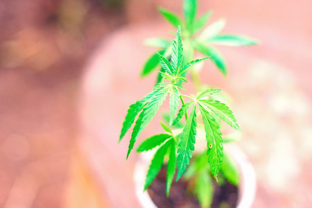 Medical sheet of marijuana. Green cannabis. Young hemp