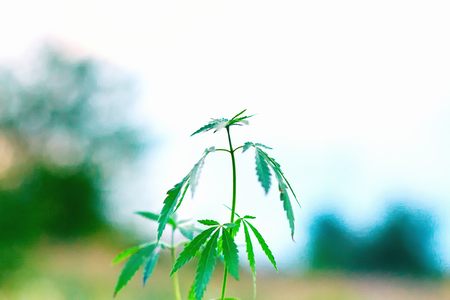 Marijuana. Cannabis against sky. Young hemp of green leaf medicalの写真素材