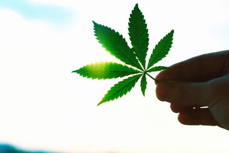 Large sheet of cannabis, marijuana close-up on blurred background. Copy space. Concept of growing hempの写真素材