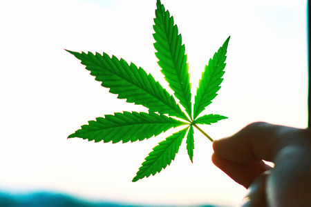 Large sheet of cannabis, marijuana close-up on blurred background. Copy space. Concept of growing hempの写真素材