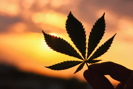 Large cannabis leaf, marijuana close-up on blurred background of setting sun with rays of light. Copy space. Concept of growing hempの写真素材