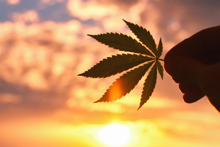 Large cannabis leaf, marijuana close-up on blurred background of setting sun with rays of light. Copy space. Concept of growing hempの写真素材