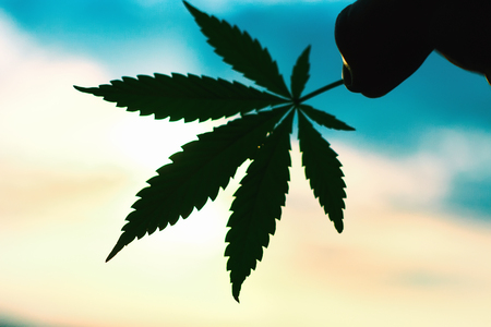 Large sheet of cannabis, marijuana close-up on blurred background. Copy space. Concept of growing hempの写真素材