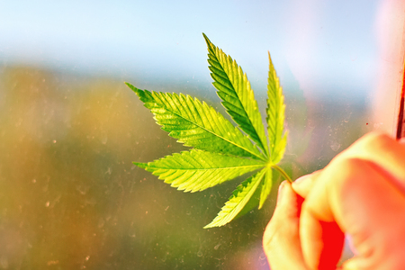 Cannabis leaf, marijuana close-up against background of dirty clear glass. Copy space. Concept of hemp cultivationの写真素材