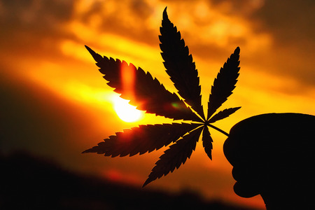Large cannabis leaf, marijuana close-up on blurred background of setting sun with rays of light. Copy space. Concept of growing hempの写真素材