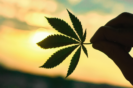 Cannabis leaf, marijuana close-up on background of setting sun with rays of light. Copy space. Concept of growing hempの写真素材