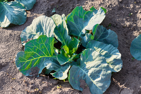 Cabbage growing in garden. Fresh cabbage on soilの写真素材